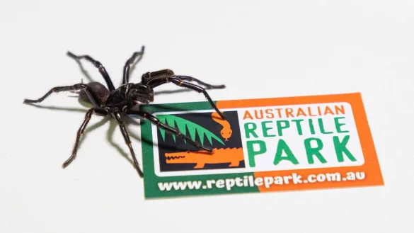 Im Australian Reptile Park werden die M&auml;nnchen zur Herstellung eines Gegengifts gemolken. - &copy; Caitlin Vine/Australian Reptile Park/dpa