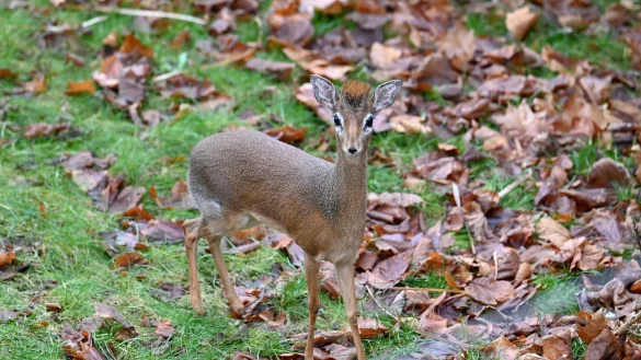 Der Zoo hofft, dass das neue Dikdik-P&auml;rchen bald f&uuml;r Nachwuchs sorgt. - &copy; Maximilian von Klenze/dpa
