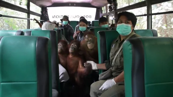 Für die meisten Waldschüler war der Umzug sehr aufregend. - © -/Bos Foundation/dpa