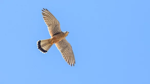 Eine Webcam des Nabu NRW beobachtet den Nistplatz einer Turmfalken-Familie in Wachtberg bei Bonn. (Archivfoto) - &copy; Klaus-Dietmar Gabbert/dpa-Zentralbild/dpa