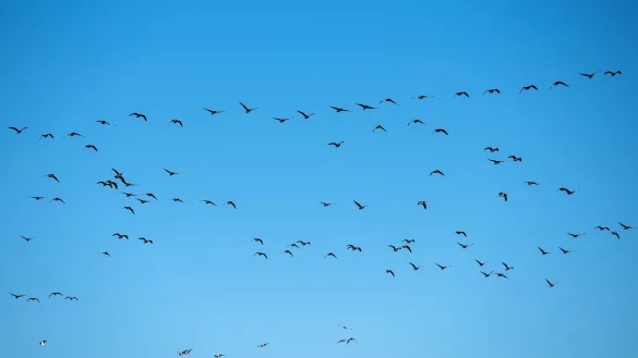 Derzeit grassiert die größte je dokumentierte Vogelgrippewelle. (Symbolbild) - © Daniel Bockwoldt/dpa