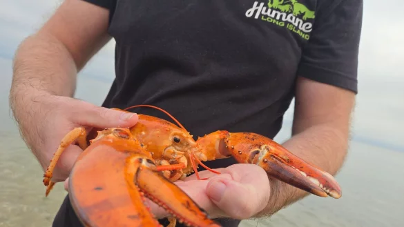 Ein aufmerksamer Kunde entdeckte den seltenen Hummer und alarmierte Tiersch&uuml;tzer. - &copy; -/Humane Long Island/dpa
