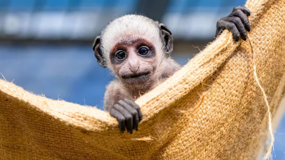 Im Duisburger Zoo haben die Bärenstummelaffen Nachwuchs bekommen. - © Mathias Appel/Zoo Duisburg/dpa