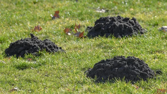 Unerwartete Gartenhilfe: Maulw&uuml;rfe lockern den Boden und fressen Sch&auml;dlinge. - &copy; Patrick Pleul/dpa/dpa-tmn