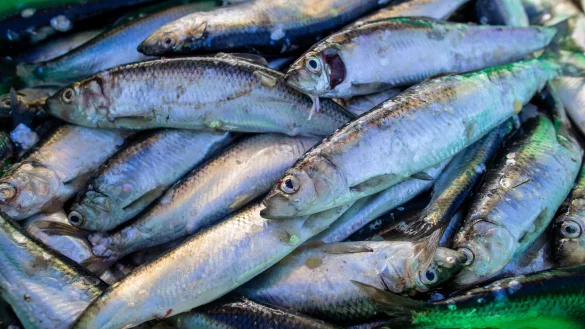 Das Abkommen soll die Fischerei nachhaltiger machen. (Symbolbild) - &copy; Jens B&uuml;ttner/dpa-Zentralbild/dpa