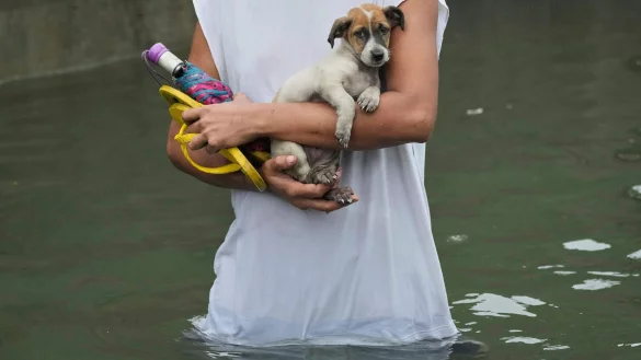 Ein Welpe wird von einem Mann getragen, nachdem er aus einem überschwemmten Haus auf den Philippinen gerettet wurde. - © Aaron Favila/AP/dpa