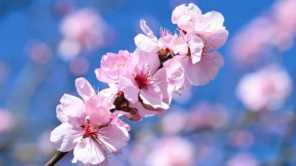 Mancherorts - wie hier im südhessischen Landkreis Bergstraße - ist die Mandelbaumblüte zu bewundern. - © Uwe Anspach/dpa