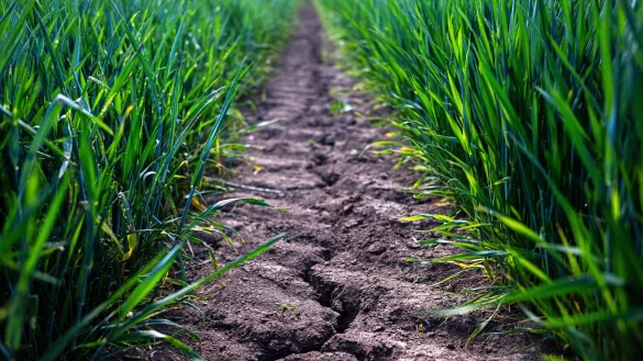 Von Dürre betroffene Flächen nehmen deutlich zu (Archivbild). - © Sina Schuldt/dpa