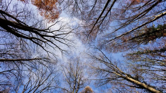 Das Wochenende bleibt sonnig in NRW. (Archivbild) - © Rolf Vennenbernd/dpa