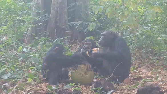 Die Forschungsgruppe spekuliert, eine Urform des Feierns entdeckt zu haben. - © Bowland EurekAlert/dpa