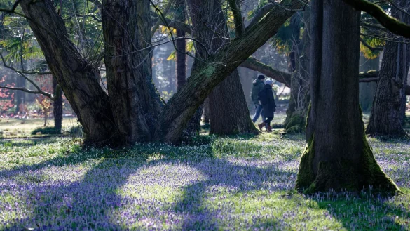In Nordrhein-Westfalen ist es in den kommenden Tagen weiterhin frühlingshaft. (Symbolbild) - © Henning Kaiser/dpa