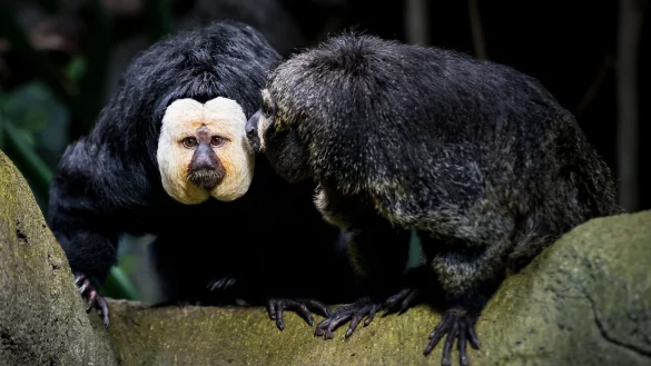 Touristen sollen die Weißkopfsakis am Schwanz gezogen und gefüttert haben - hier ist ein Tier aus der Schweiz zu sehen. - © Jean-Christophe Bott/KEYSTONE/dpa