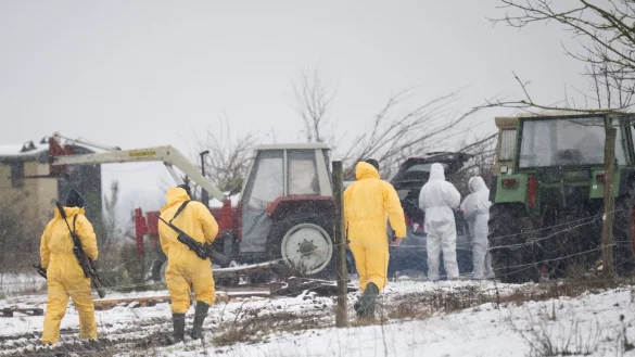 Nach dem Ausbruch der Maul- und Klauenseuche müssen weitere Tiere getötet werden - Personen in Schutzanzügen sind im Einsatz. - © Sebastian Christoph Gollnow/dpa