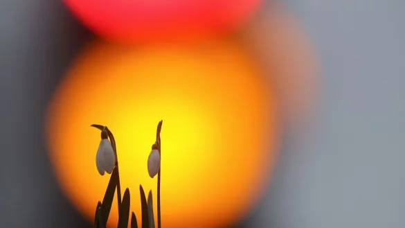 Der Frühling zeigt sich in der neuen Woche öfter. - © Thomas Warnack/dpa