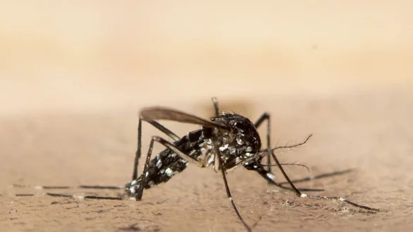 In S&uuml;dchina breitet sich seit Kurzem das von M&uuml;cken &uuml;bertragene Chikungunya-Virus rasch aus. - &copy; Ennio Leanza/KEYSTONE/dpa