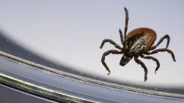 Ein Gemeiner Holzbock unter einem Mikroskop. (Archivbild) - © Marijan Murat/dpa