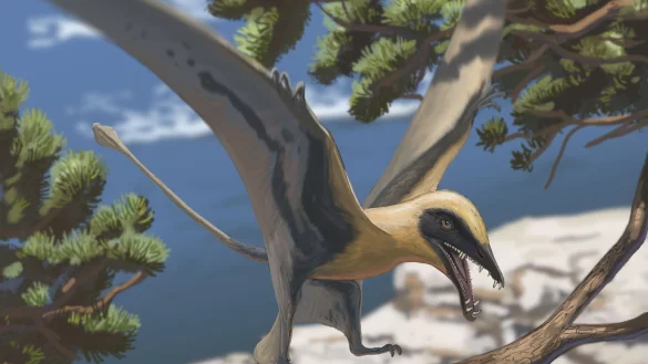 Rekonstruktion des Flugsauriers Eudimorphodon - &copy; Joschua Kn&uuml;ppe/Dinosaurierpark Teufelsschlucht/dpa