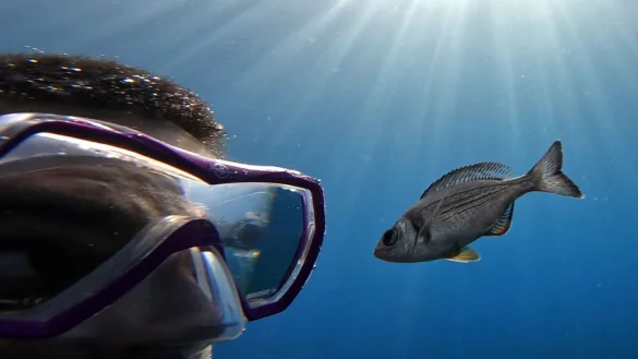 Gibt es Leckereien zu holen, folgen manche Fische Tauchern hartnäckig. - © -/Maëlan Tomasek/dpa