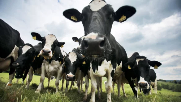 Die Zahl der Milchkühe und Milchkuhhalter in NRW ist zuletzt erneut gesunken. - © Oliver Berg/dpa