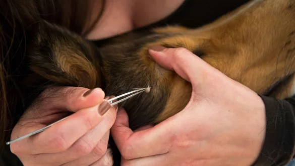 Sicherheit geht vor: Mit Pinzette oder Zeckenhaken lassen sich Zecken schonend entfernen. - © Christin Klose/dpa-tmn