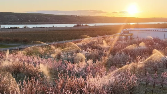 Die Obstbauern k&auml;mpften mit Spr&uuml;hwasser und warmer Luft gegen den Frost. (Archivbild) - &copy; Sebastian Willnow/dpa