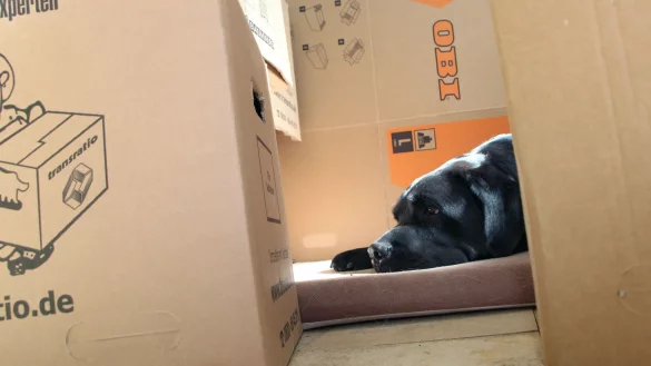 Bei einem Umzug mit Hund sollten Mieter den Vermieter um Erlaubnis fragen, da oft eine Klausel im Mietvertrag die Hundehaltung regelt. - © Katja Sponholz/dpa-tmn