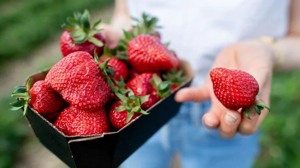 Mit einer KI kann der Roboter reife Erdbeeren erkennen. (Symbolbild) - &copy; Hauke-Christian Dittrich/dpa