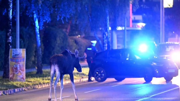 Der Elch h&auml;lt Polizei und Medien auf Trab. - &copy; Helmut Fohringer/APA/dpa