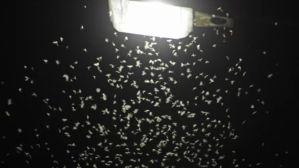 Das Licht von Straßenlaternen lockt Insekten an. (Archivbild) - © Armin Weigel/dpa