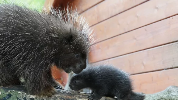 S&uuml;&szlig;, aber stachlig: Baumstachelschwein-Mama Birgit herzt ihren Nachwuchs. - &copy; -/Tiergarten Kleve/dpa