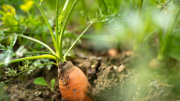 In Deutschland gibt es weniger Bio-Bauernhöfe. (Archivbild) - © Monika Skolimowska/Deutsche Presse-Agentur GmbH/dpa