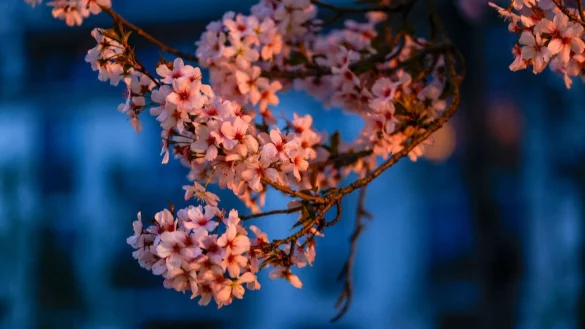 Die pr&auml;chtige Bl&uuml;te der japanischen Zierkirsche hat begonnen. - &copy; Thomas Banneyer/dpa