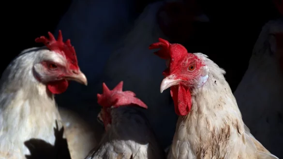 Lege- und Masthühner sind meist schmucklos weiß. (Archivbild) - © Karl-Josef Hildenbrand/dpa
