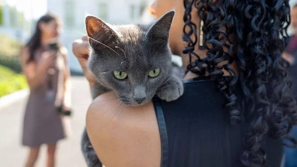 Sophie wurde wieder mit ihrem Besitzer vereint. - &copy; Alex Brandon/AP/dpa