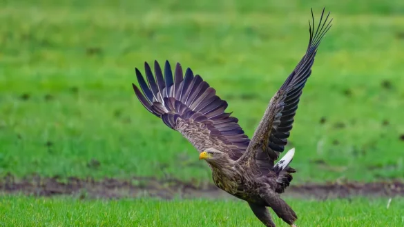 In Duisburg hat ein Seeadler-Paar Nachwuchs bekommen. (Archivbild) - © Patrick Pleul/dpa