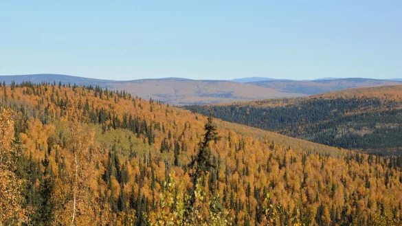 Das Gedankenexperiment eines Forschungsteams zeigt die Tücken der Aufforstung. - © Finn Huwald/dpa-tmn