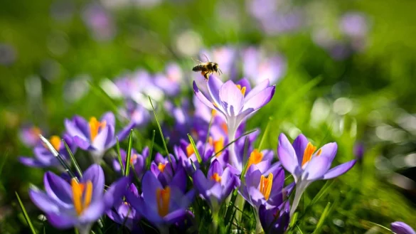Die kommenden Tage werden in Nordrhein-Westfalen sonnig und mild. (Symbolbild) - &copy; Sina Schuldt/dpa
