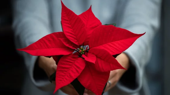 Nach dem Fest müssen Weihnachtssterne nicht entsorgt werden, man kann sie an einem hellen und warmen Standort übersommern. - © Mohssen Assanimoghaddam/dpa/dpa-tmn