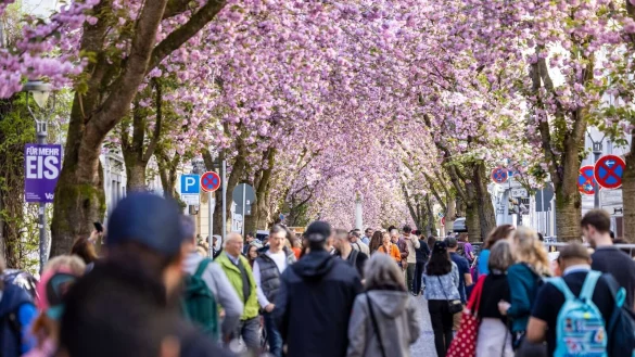 Die ber&uuml;hmten Bonner Zierkirschen sollen ab Anfang April in voller Bl&uuml;te stehen. (Archivbild) - &copy; Thomas Banneyer/dpa