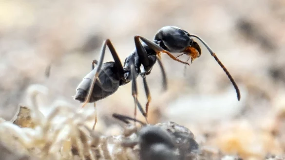 Die Ameisen der Art Tapinoma magnum dringen auch in H&auml;user ein. (Archivbild) - &copy; Uli Deck/dpa