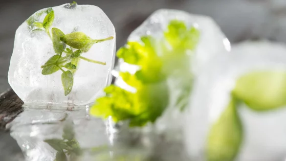 Auch Kräuter lassen sich gut einfrieren - hier sogar als besonderer Clou in einem Eiswürfel. - © Franziska Gabbert/dpa-tmn