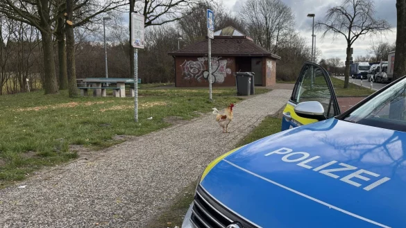 Hahn Hermann wurde von privaten Tierrettern eingefangen. (Archivbild) - © -/Polizei Leer/Emden/dpa