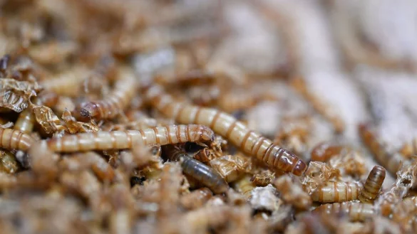 Mit UV-Licht behandeltes Mehlwurmpulver darf in der EU in Lebensmittel zugesetzt werden. (Archivbild) - © Bernd Weißbrod/dpa