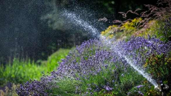 Der Juni war deutlich zu warm und zu trocken. - © Jens Kalaene/dpa