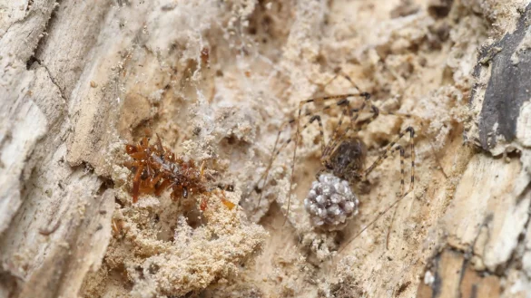 Die Knochensammler-Raupe lebt ausschlie&szlig;lich in Spinnennetzen und tarnt sich, um nicht von ihrem ahnungslosen Spinnenwirt entdeckt zu werden. - &copy; Rubinoff Lab, Entomology Section/University of Hawaii, Manoa/dpa