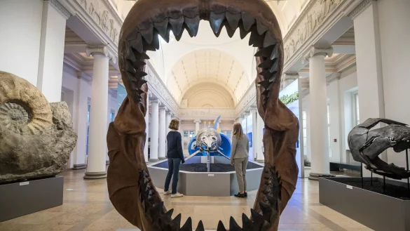 Ins riesige Maul des Megalodon passte so ziemlich jedes andere Meereslebewesen. (Archivbild) - &copy; Christoph Schmidt/dpa