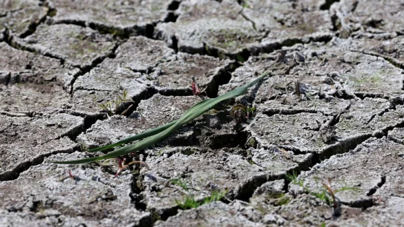 Die anhaltende D&uuml;rre hat zunehmend Folgen f&uuml;r Wald und Landwirtschaft. - &copy; Bernd W&uuml;stneck/dpa