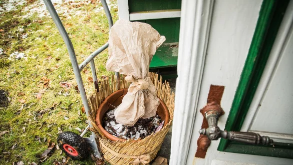 Temperaturschwankungen im März: Wird es wieder kälter, müssen kälteempfindliche Pflanzen erneut eingepackt oder reingeholt werden. - © Christin Klose/dpa-tmn