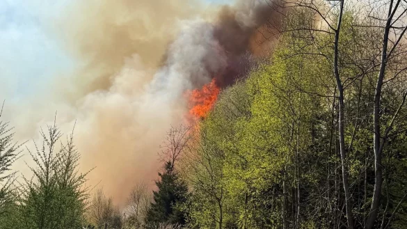 Hunderte Einsatzkräfte waren bei Waldbränden in Nordrhein-Westfalen im Einsatz, zum Beispiel bei diesem Brand in Sundern im Sauerland. (Foto: Feuerwehr Sundern) - © -/Feuerwehr Sundern/dpa