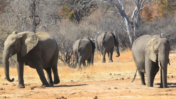 Ein Junge, der sich im Nationalpark verlief, konnte sich von Fr&uuml;chten tagelang ern&auml;hren. (Symbolbild) - &copy; Tsvangirayi Mukwazhi/AP/dpa